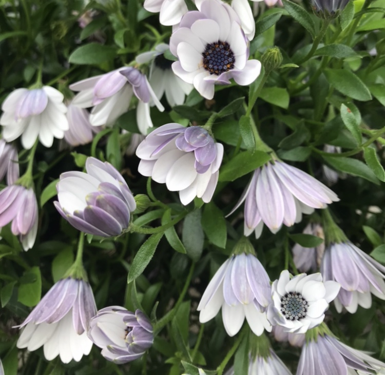 Osteospermum